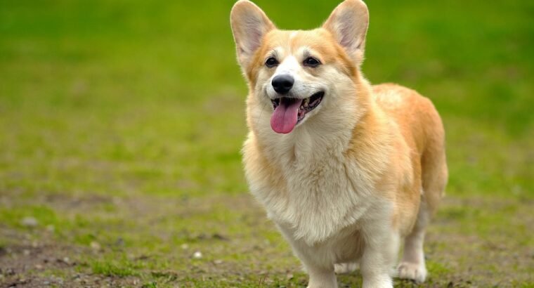 ai është djali im.